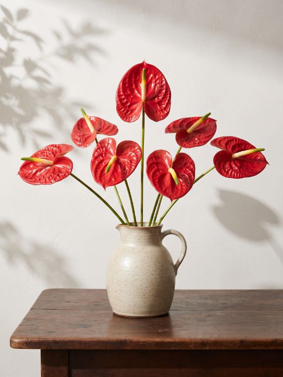 RED TROPICANA ANTHURIUM 